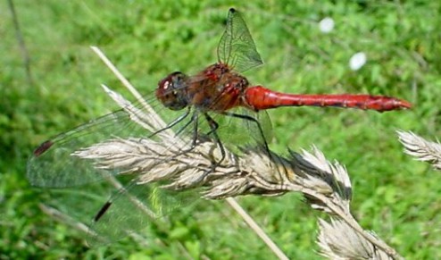 sympetrum_sanguineum_male_mature