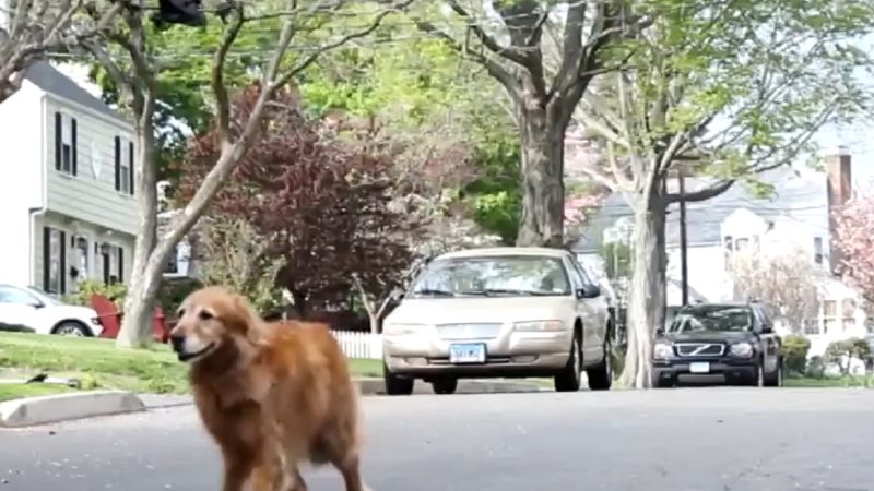 Drones pour les chiens