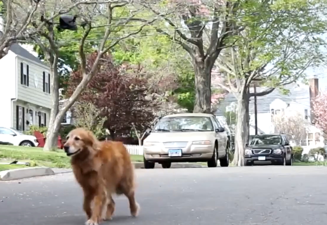 Drones pour les chiens