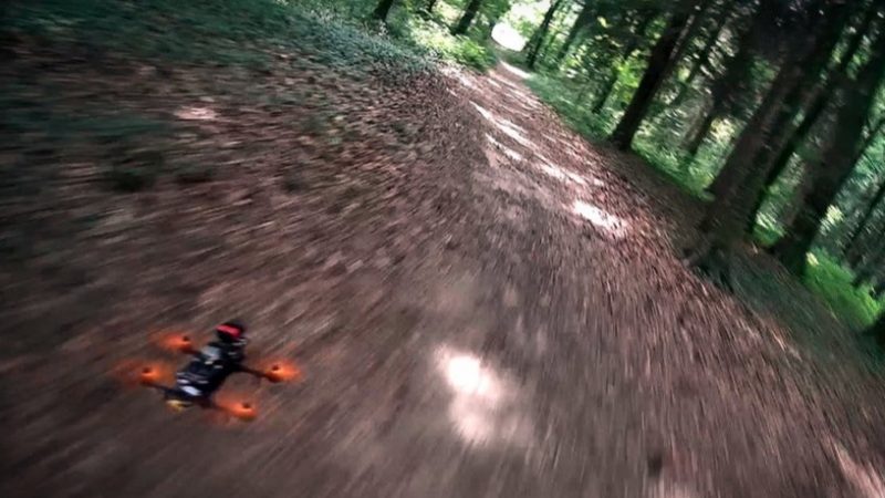 Porket dans les bois