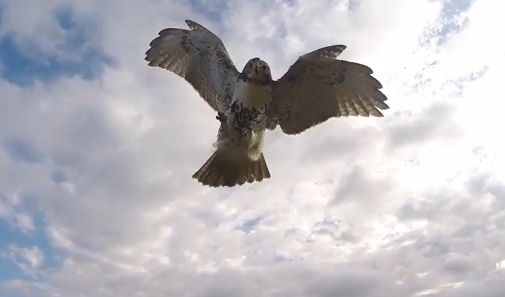 Le faucon et le drone