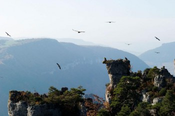 Vautours fauves dans le parc national des Cévennes Crédit photo Alain Lagrave