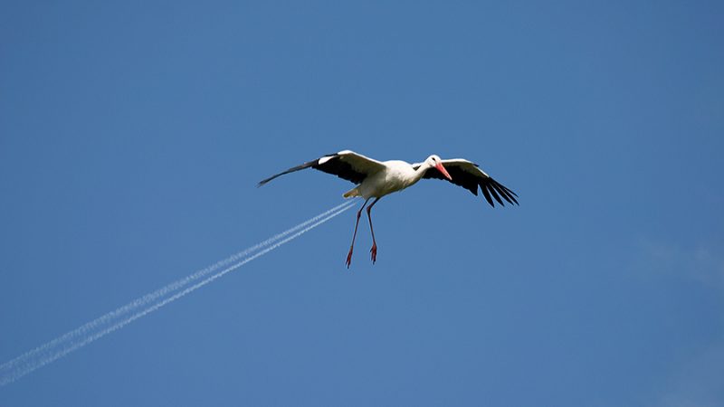 Les oiseaux et les drones