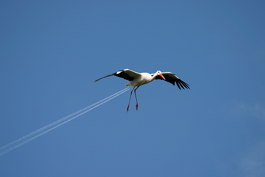 Les oiseaux et les drones