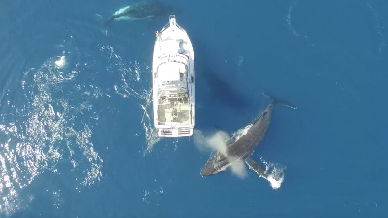 La danse des baleines