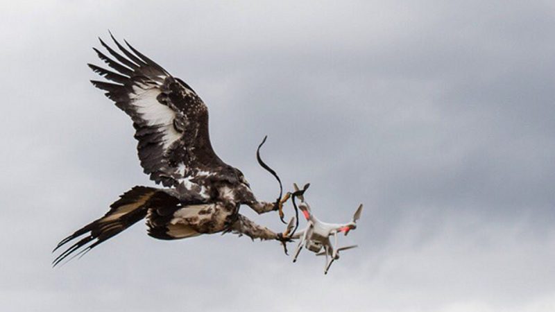 L’Armée de l’air, les aigles et les drones