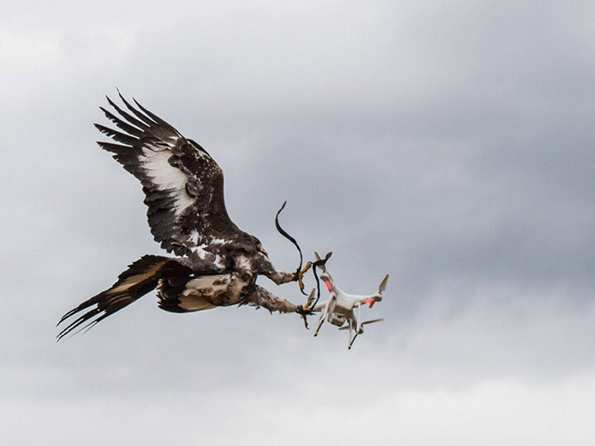 L’Armée de l’air, les aigles et les drones