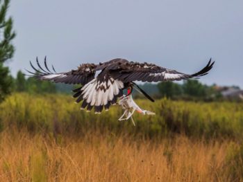 armeeair aigle 03