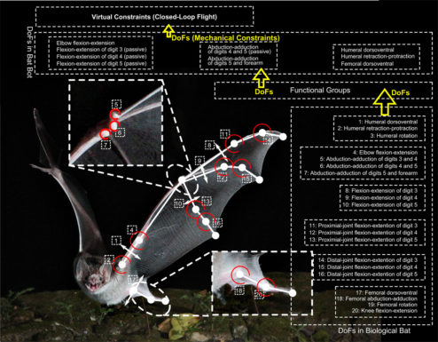 batbat2b