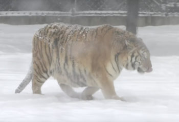 siberiant 01