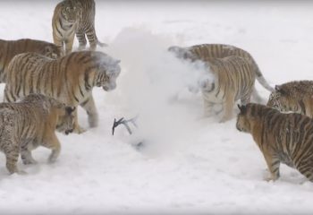siberiant 03