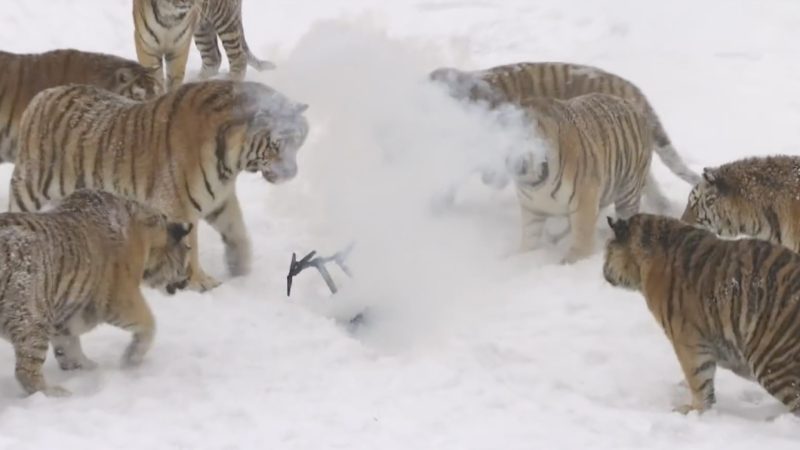 Les tigres, l’Inspire, et l’envers du décor