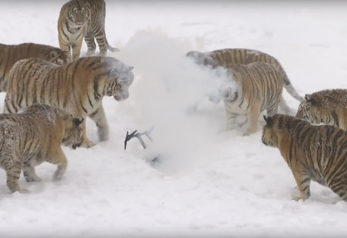 Les tigres, l’Inspire, et l’envers du décor