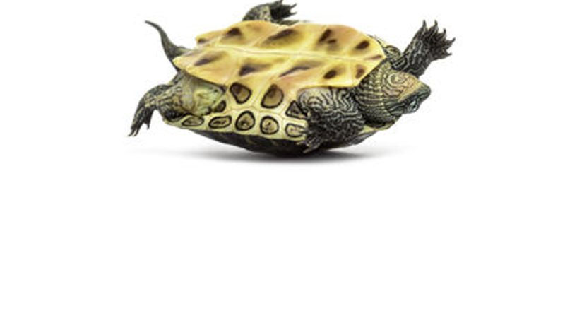 Betaflight : Anti-turtle et Beeper