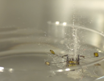 hybrid robobee 04