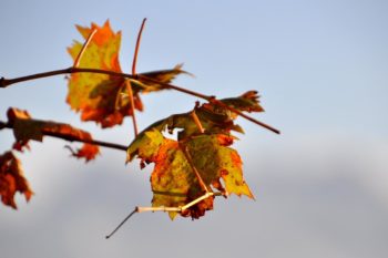 DSC 0595 1200
