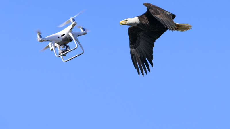 Les aigles ne chasseront pas les drones en Hollande