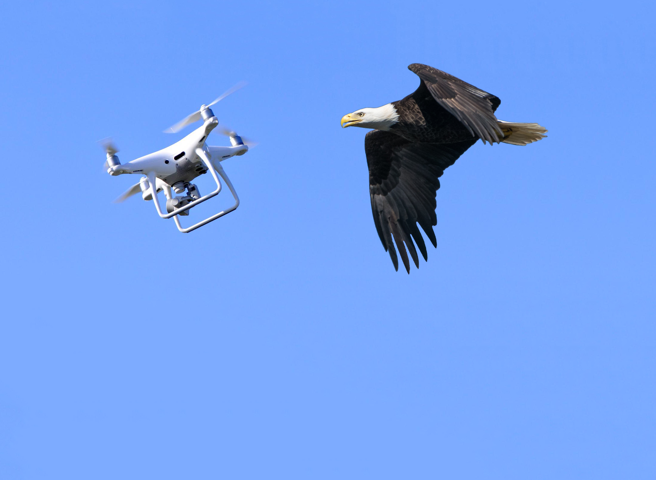 Les aigles ne chasseront pas les drones en Hollande