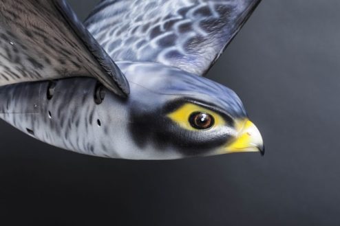 robirds 02