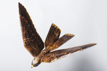robirds 03