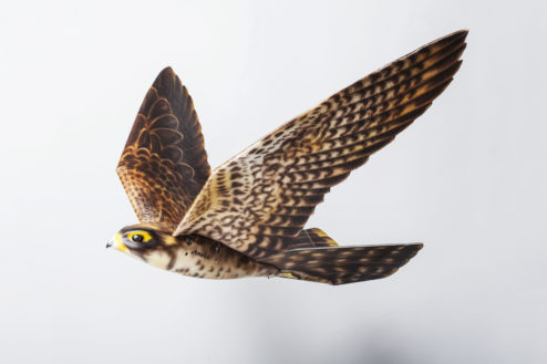 robirds 04