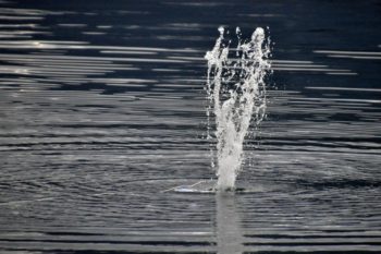 DSC 0690 1200