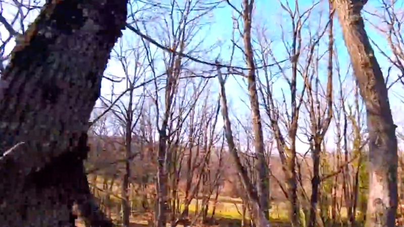 Fred Dauch : In the woods FPV (en Vega RS3)