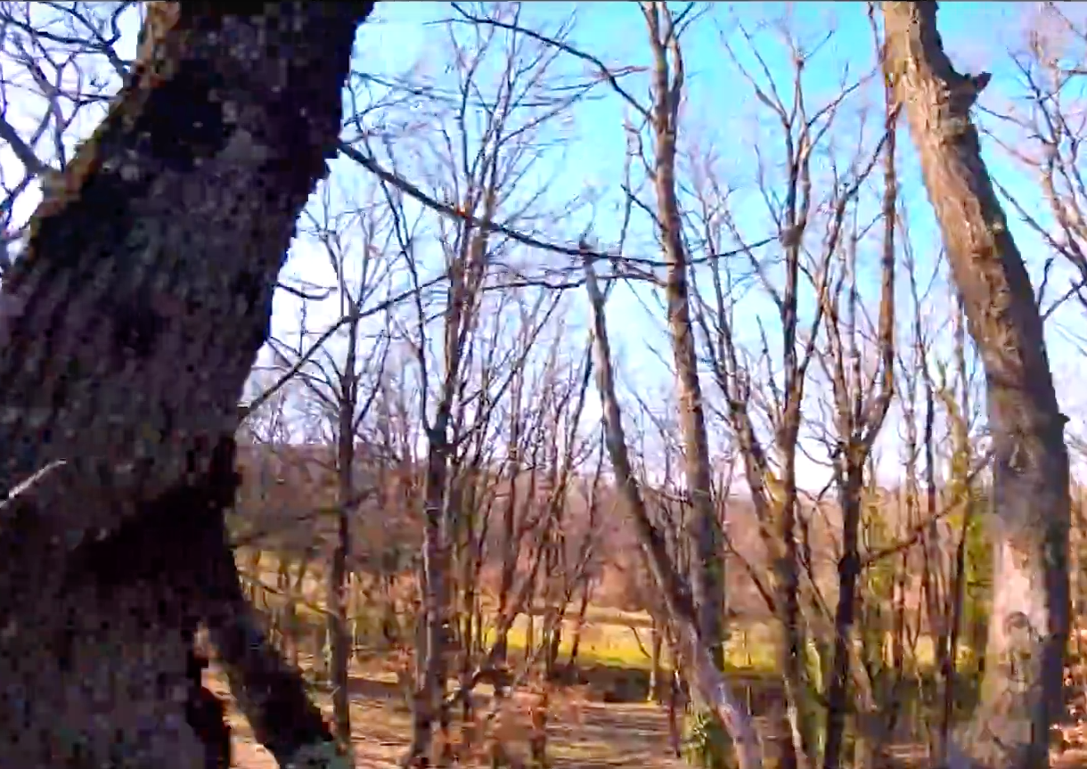 Fred Dauch : In the woods FPV (en Vega RS3)