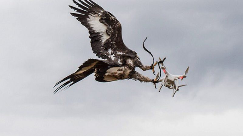 L’aigle anti-drone de l’Armée de l’air se trompe de cible