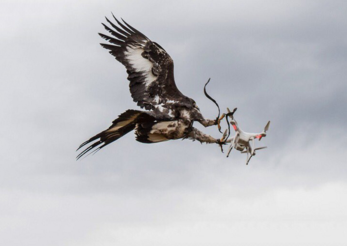L’aigle anti-drone de l’Armée de l’air se trompe de cible