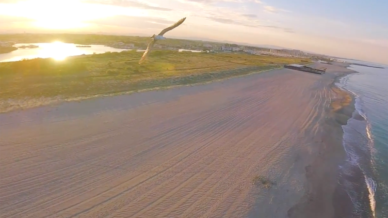 David Aspen : Chasing the sun… or birds?