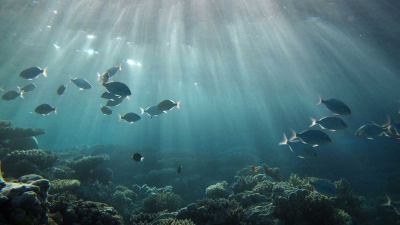 Job : Subairtech recherche un inspecteur technique par ROV