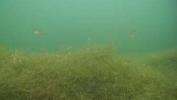gladius poissons