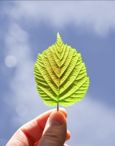 leaf against blue sky