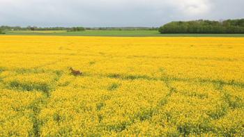 vlcsnap 2019 05 27 01h06m14s719 1200