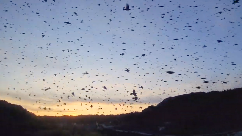stArn : Beta85X HD inside birds clouds