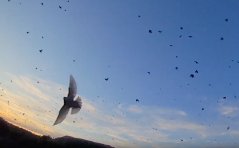 starn flock1