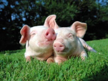 pigs china 00