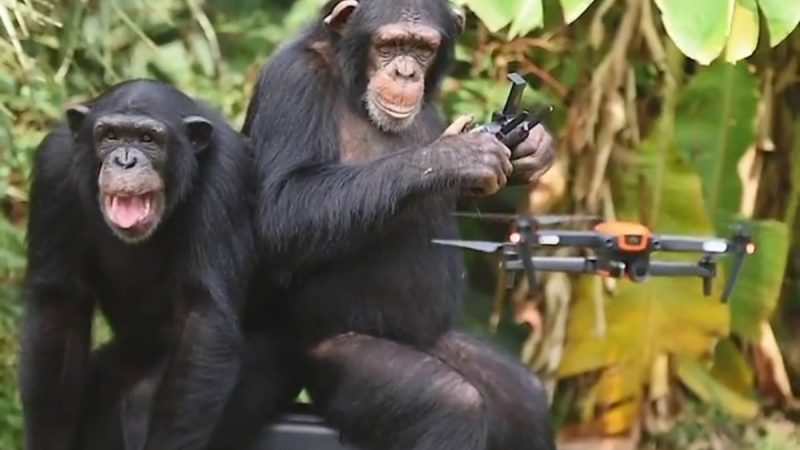 Pilote sur la planète des singes