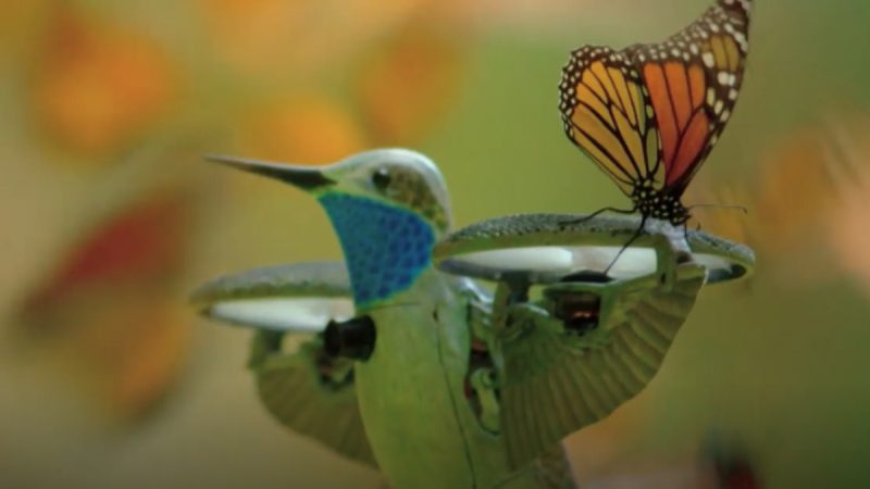 Spy in the Wild : le faux colibri et les vrais papillons Monarch
