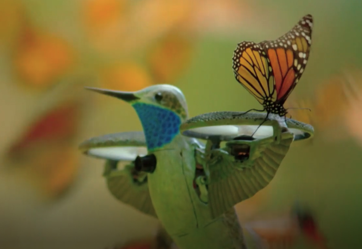 Spy in the Wild : le faux colibri et les vrais papillons Monarch