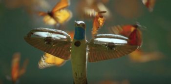 hummingbird monarch pbs 03