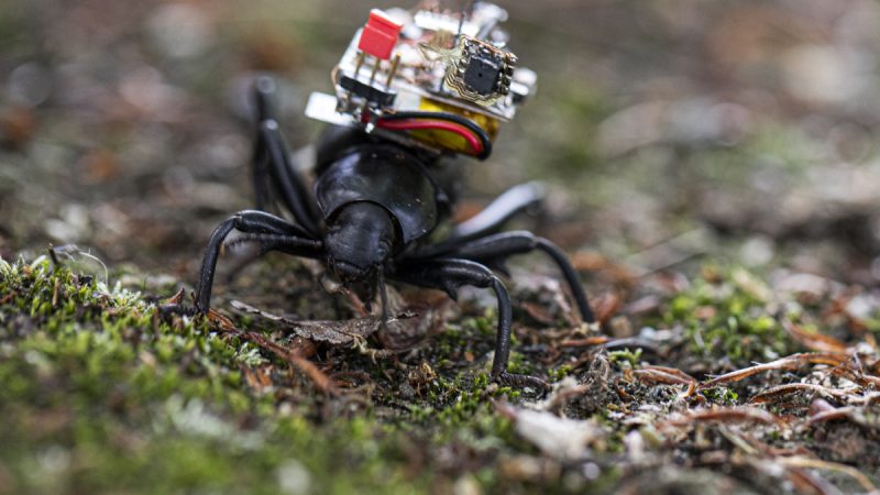 Des nano caméras installées sur des insectes