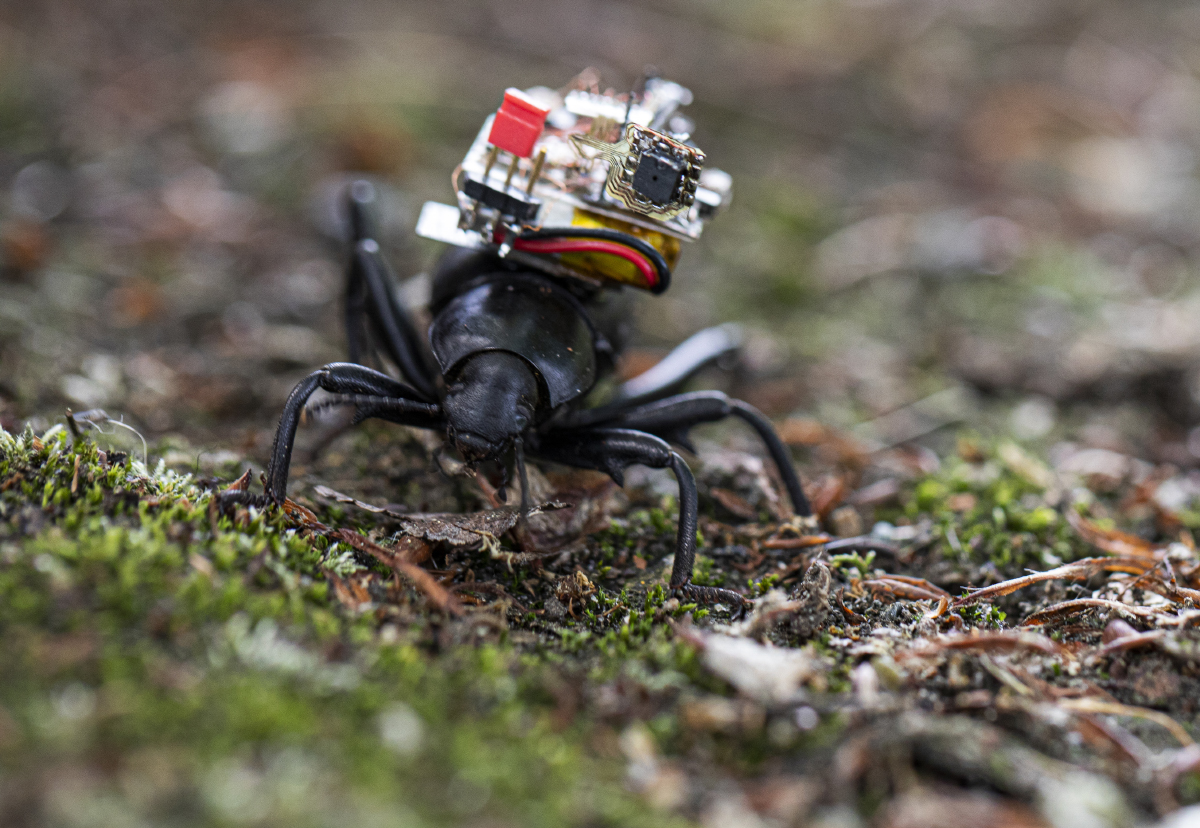 Des nano caméras installées sur des insectes