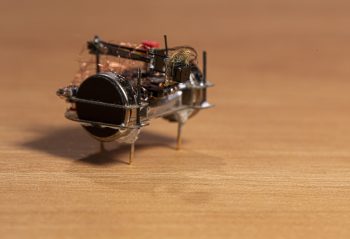 beetle 01
