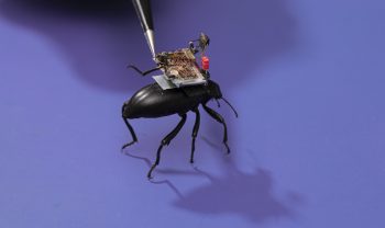 beetle 04