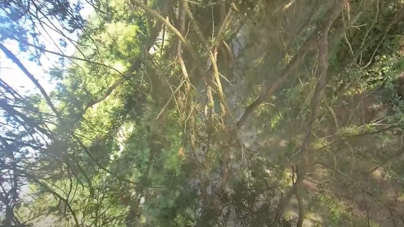 Joshua Bardwell : 17 méthodes pour récupérer un drone dans un arbre