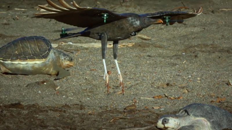 Spy in the Wild : le faux oiseau, la fausse tortue et les faux œufs
