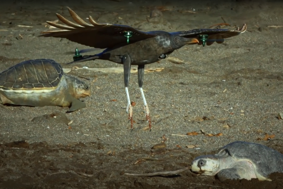 Spy in the Wild : le faux oiseau, la fausse tortue et les faux œufs