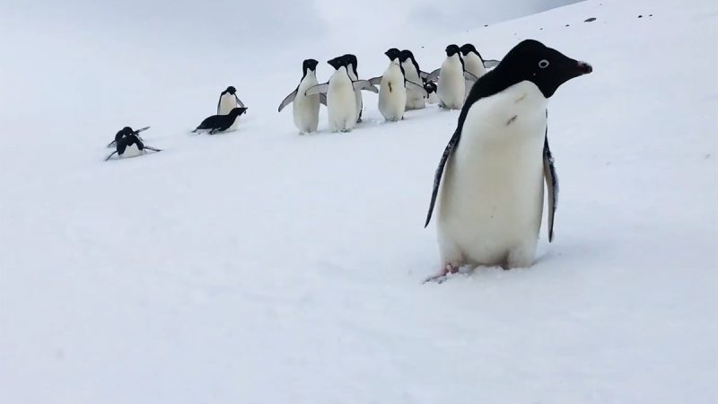 Des drones automatisés pour compter les manchots en Antarctique